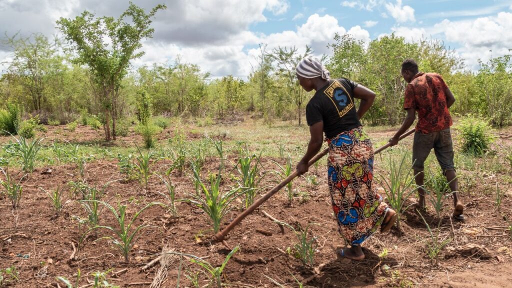 Two farmers cultivating crops in an African village landscape.